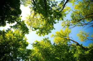 Woodland Canopy